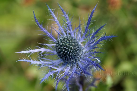 Macrophotographie-Nature-Fleur-Eryngium alpinum-Fleur des Alpes-Panicaut bleu-Reine des Alpes