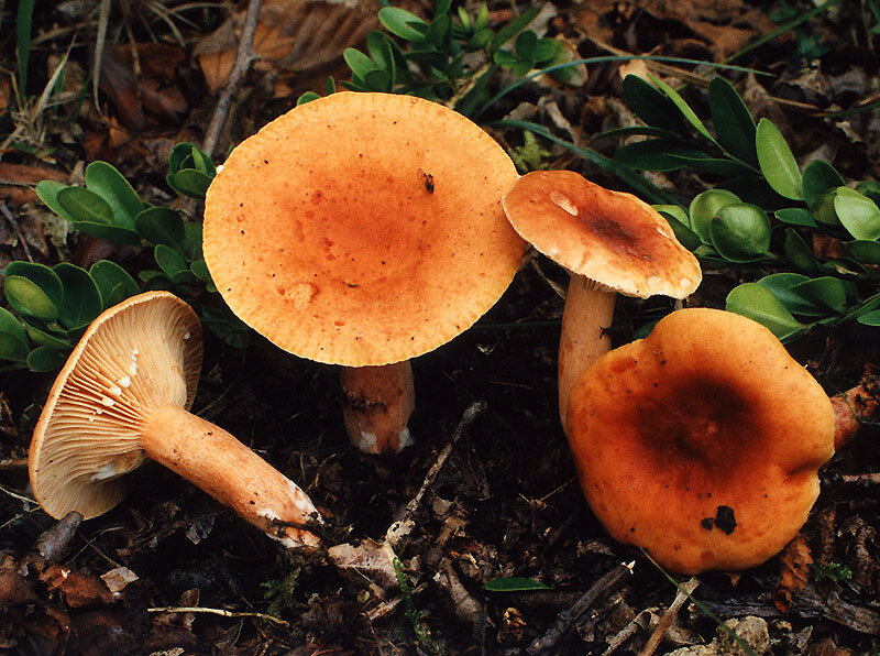 Lactarius mitissimus (YD) 1