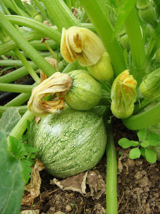 jardin_juin_2