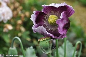 Jardin-François-0038