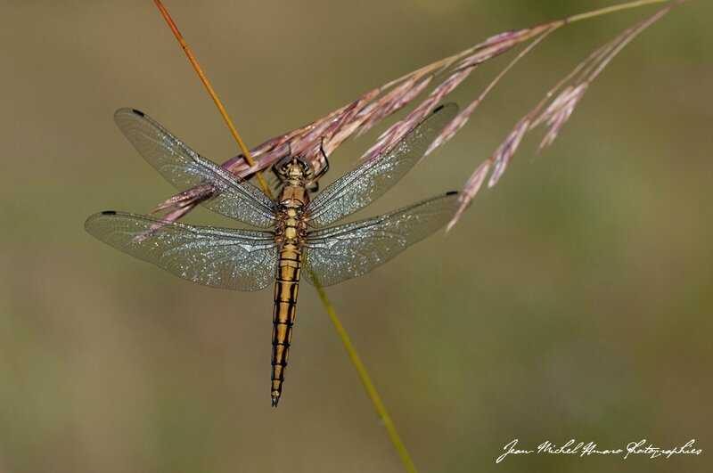 2013_06_30_Orthetrum_cancellatum_m_i_01