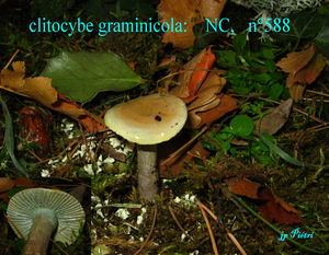 clitocybe_graminicola___n_588