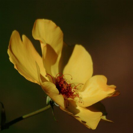 rose_jaune__800x600_