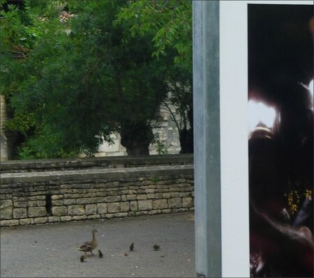 Expo plein air canards