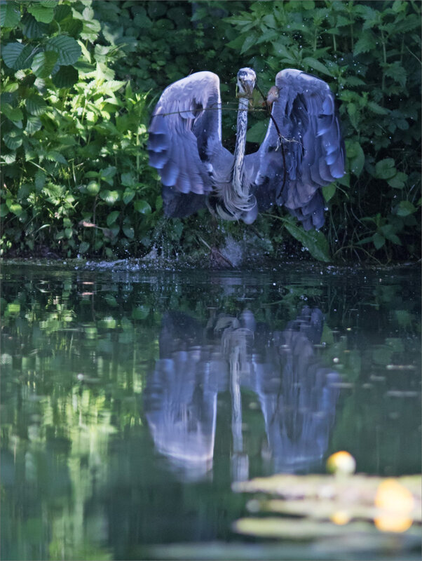 ville oiseau héron peche envol 240518 1