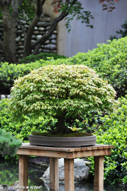 BonsaïErable palmé • Acer palmatum