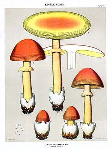 peck_amanita_caesarea