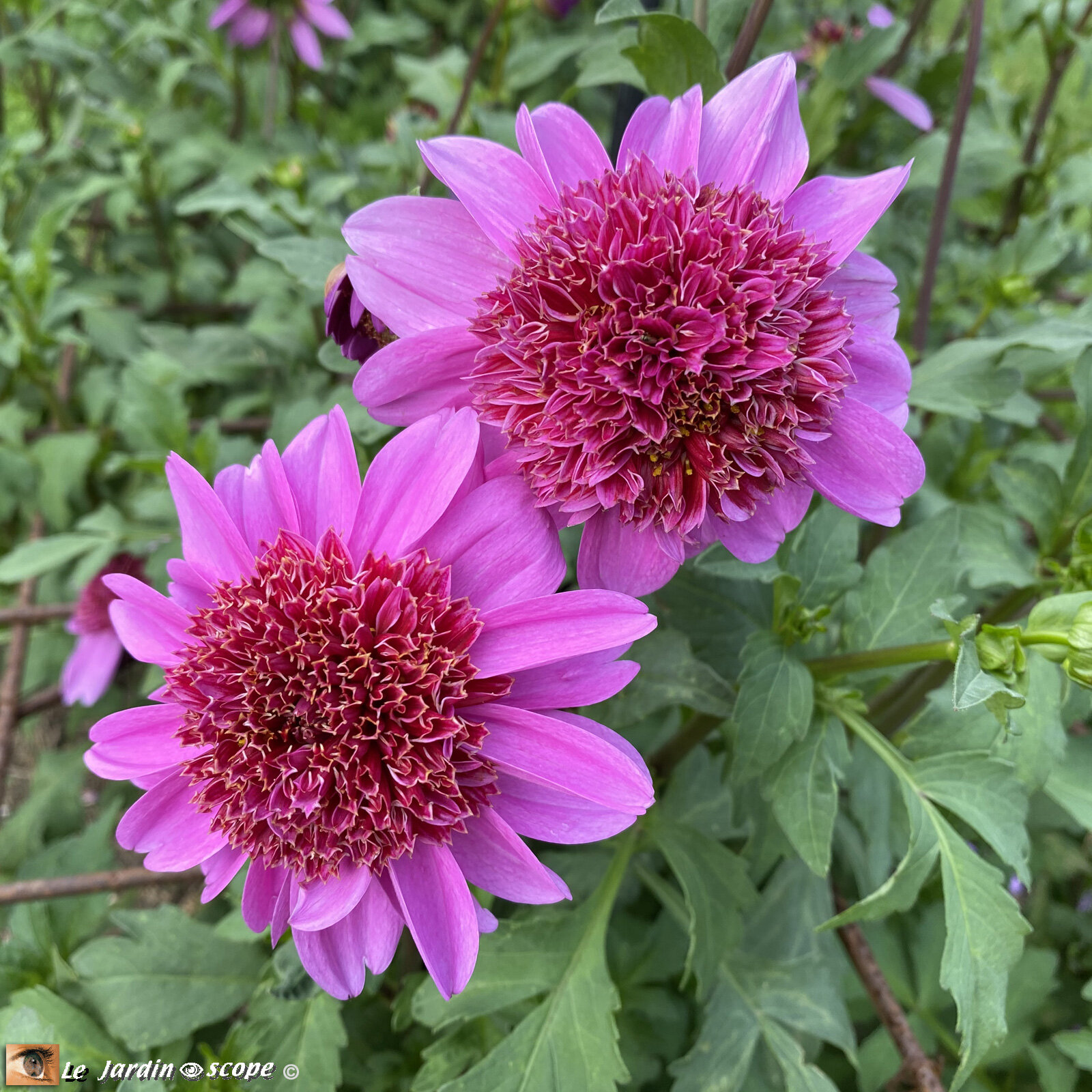 Dahlia-Bouton-Lilas
