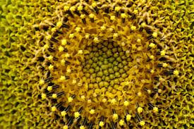 pollen macro
