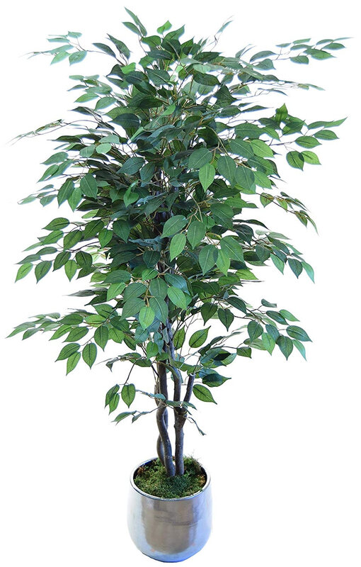 plante-artificielle-cabinet-dentaire-ficus