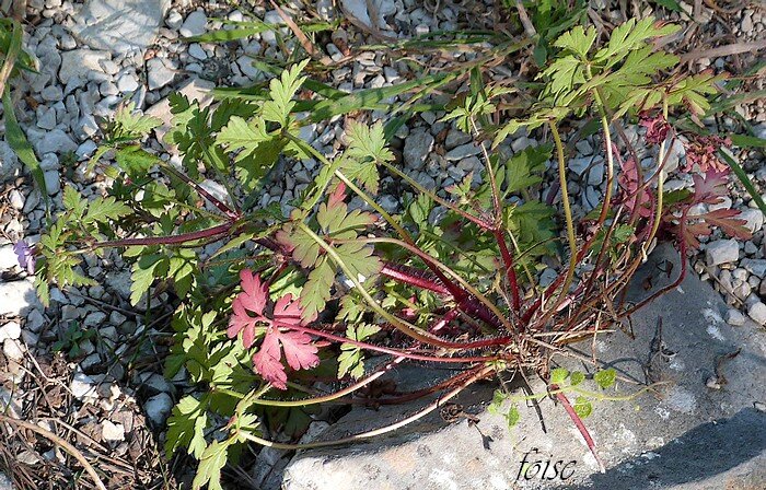 plante annuelle ou bisannuelle à tiges rougeâtres velues