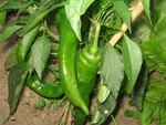 Piments_du_jardin__004