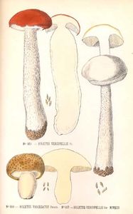 PATOU1883P