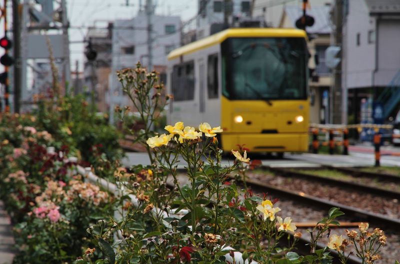 Toden 8800 (8810形 jaune -unique!)