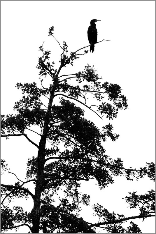 ville ombre chinoise cormoran arbre 1 080915