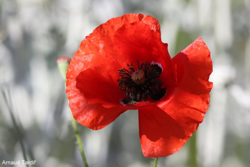 00488 Maison Année 2022 - Mai 2022 - Coquelicot Massif Devant la Maison