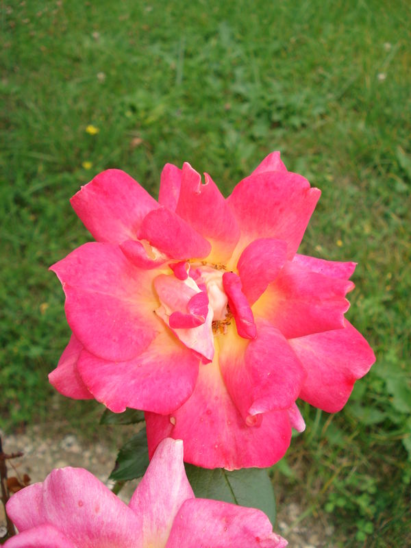 rose