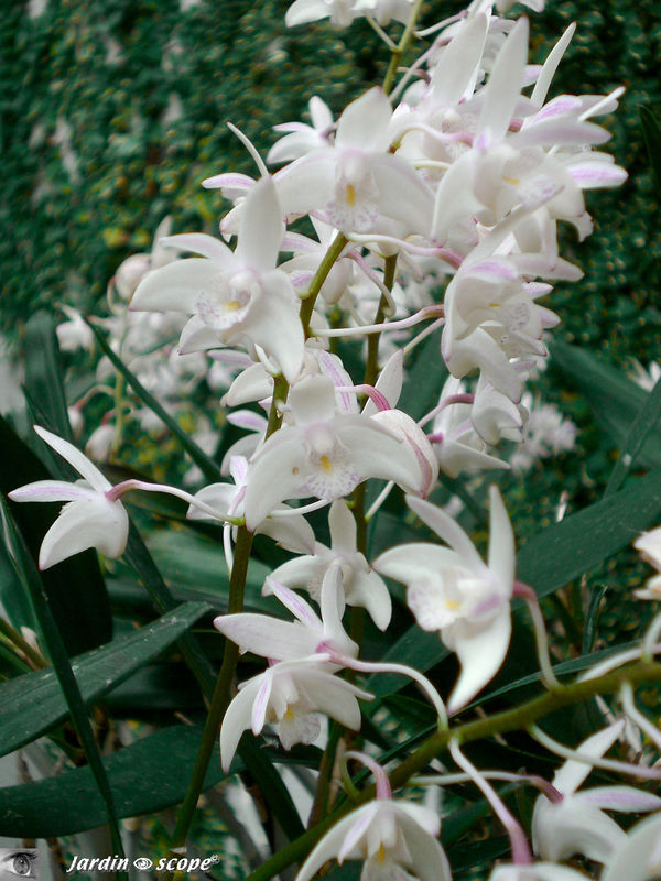 Exposition d'Orchidées 2009