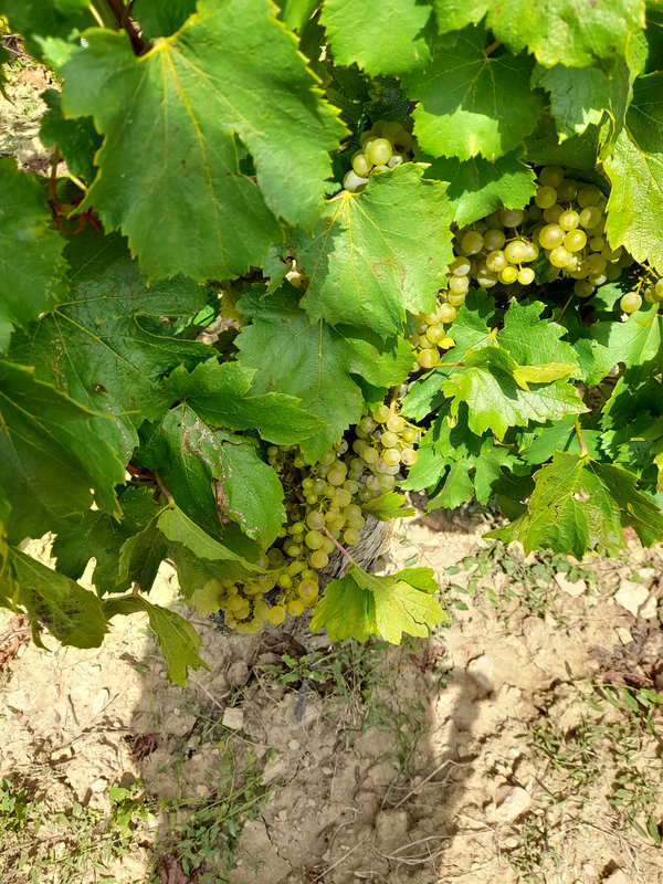 vendanges