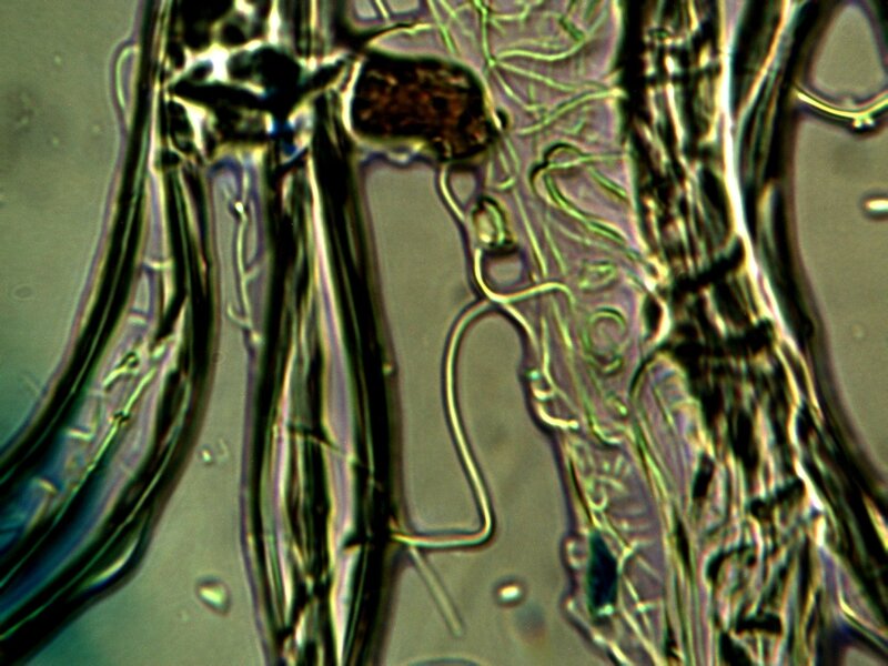 epa_filament_2