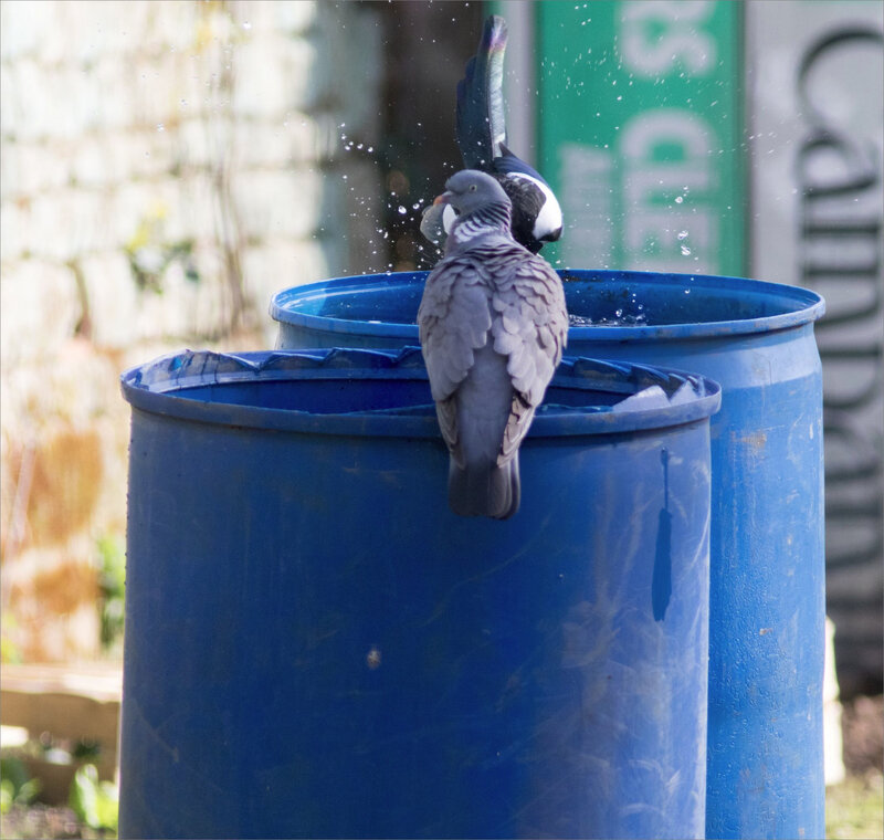 oiseaux ramier pie bain fûts bleus 4 300321