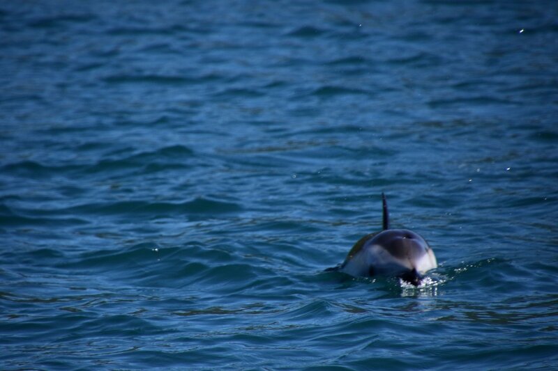 4W7A0058 Queen Charlotte Sound