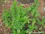Fraises___la_menthe_du_jardin_et___la_chantilly_menthol_e_007