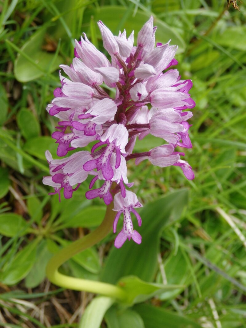orchis guerrier (2)