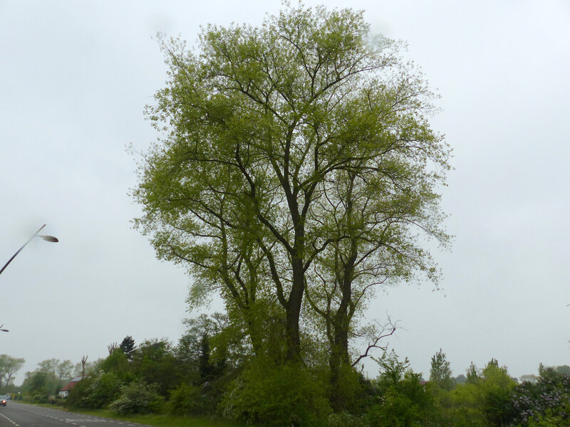 PLUIE FINE LE 2 MAI 2019 (1)