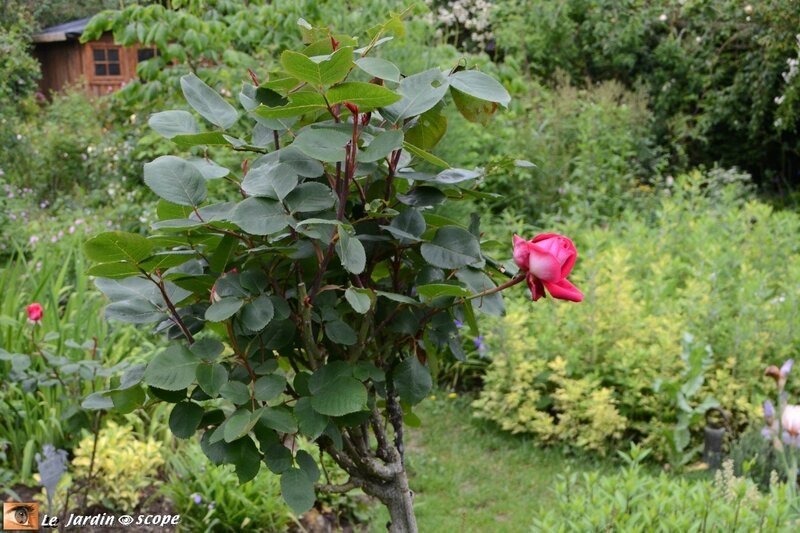0008-Rose-Gaujard