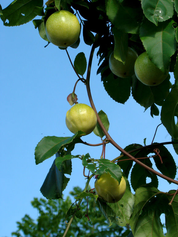 Image-Nature-Fruit exotique-Fruit de la passion-Martinique