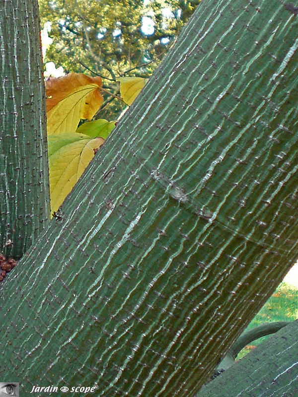 Érable à écorce jaspée • Acer pensylvanicum