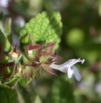 587px-Melissa_officinalis_carmel