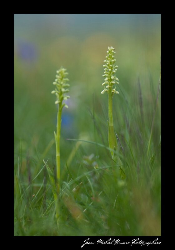 2013_07_07_Orchis_blanc_01