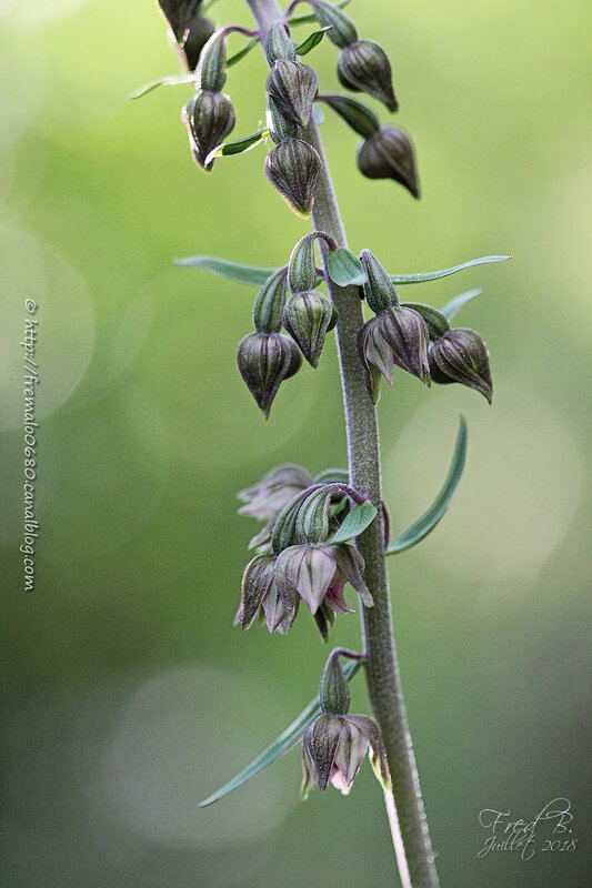 Epipactis helleborine