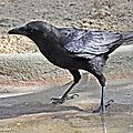La <b>corneille</b> noire souvent confondue avec le corbeau