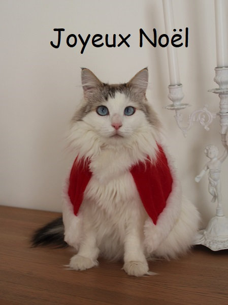Kitty joyeux noel