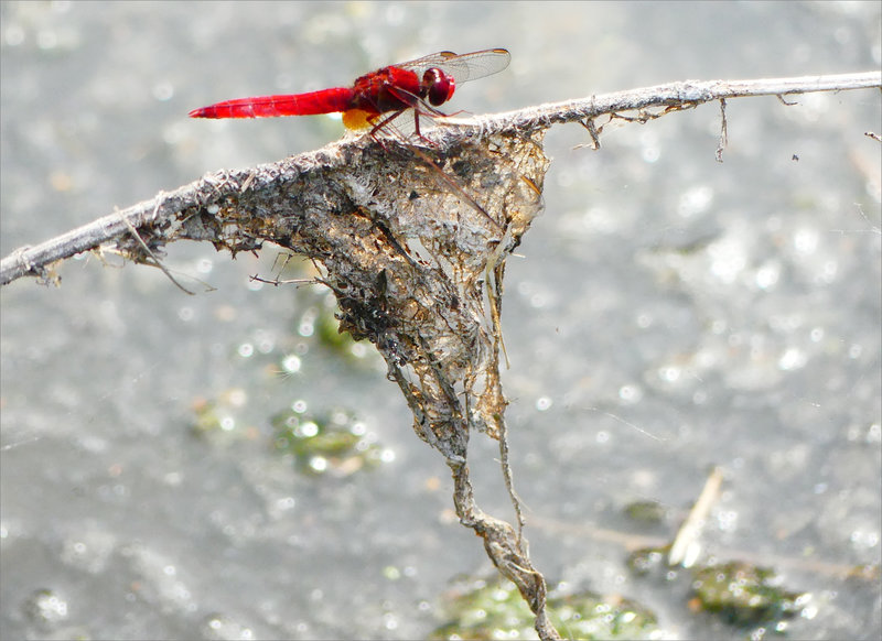 Libellule rouge crocothemis 1 050922