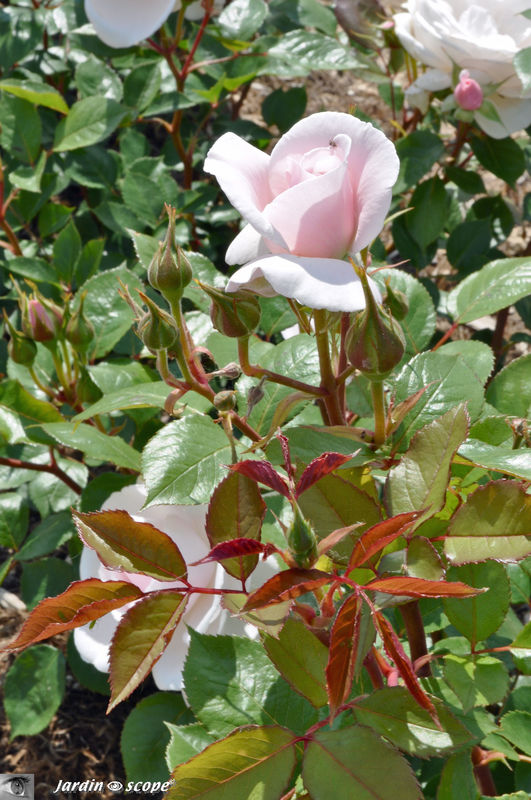 Rosier 'Jardin de Granville'®  (Evanrat)