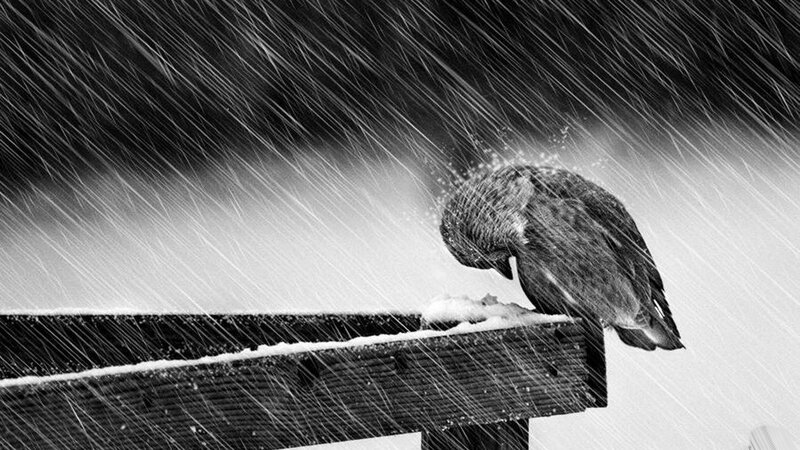 birds_rain_snow_wood_give_up_screws_monochrome_animals-222800