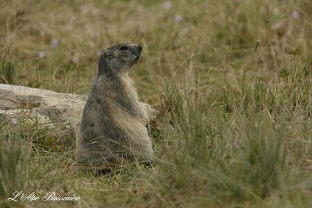 Redimensionnement_de_Marmotte2