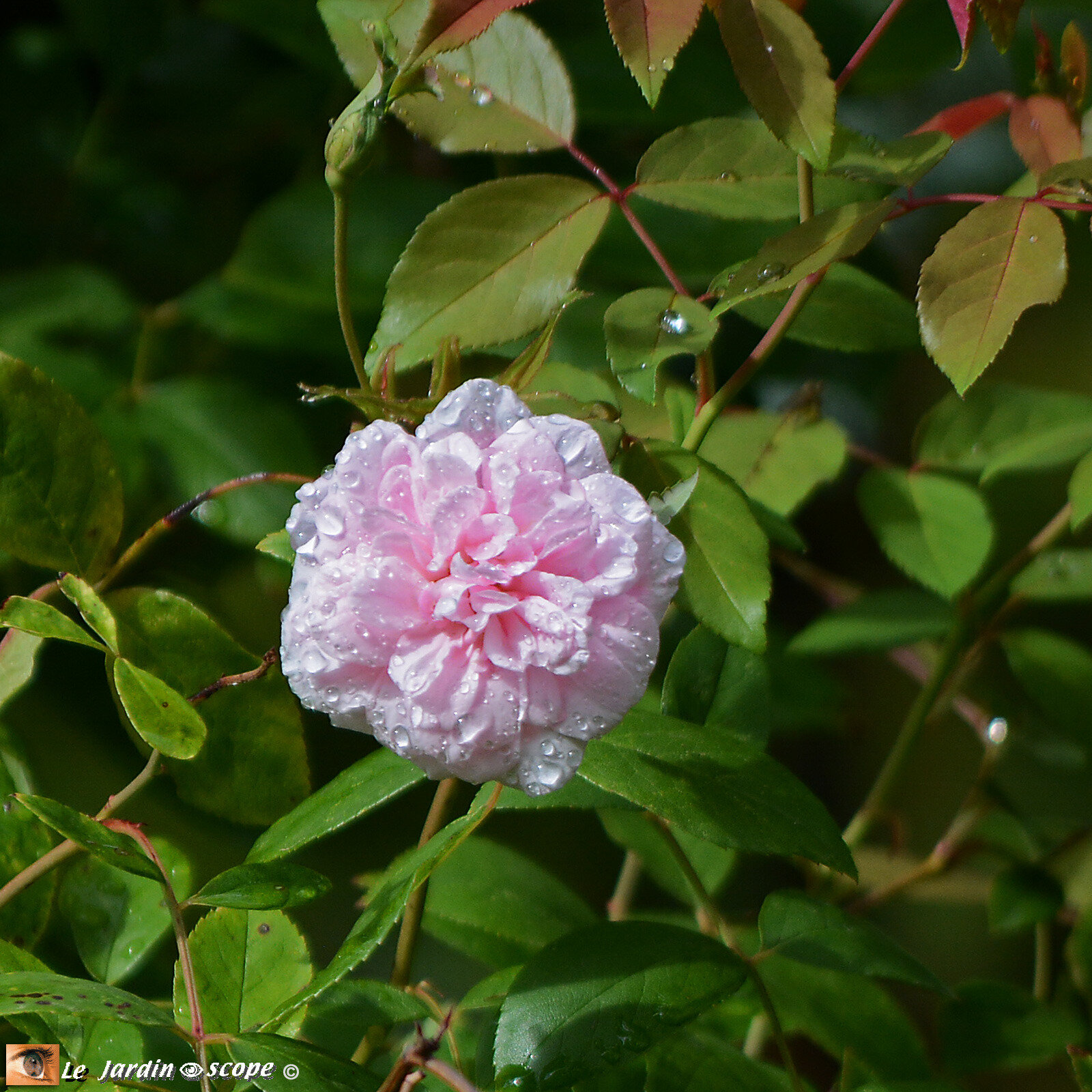 Rosa 'Bloomfield abundance'