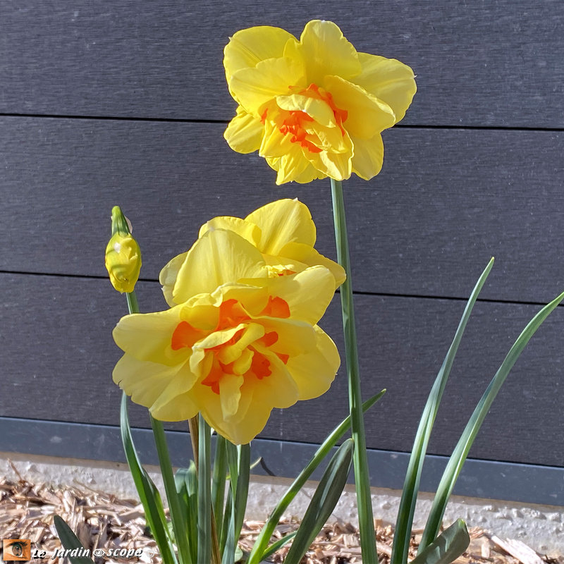 Narcisse-double-Tahiti-02