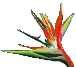 Strelitzia_reginae