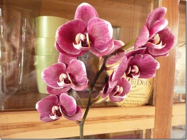Orchidées Edw 16 05 08 040
