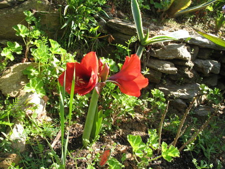 amaryllis_agrandi