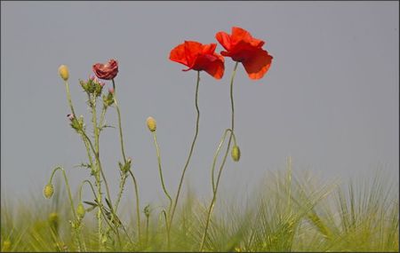 plaine lulu coquelicots danse 2