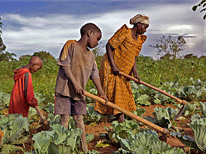 agriculture_biologique_en_ouganda_940x705