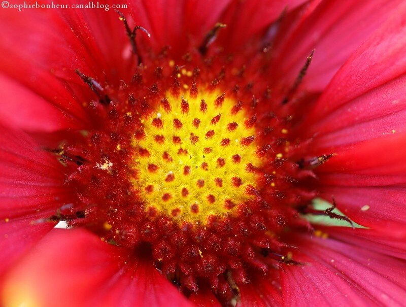 fin mai gaillarde coeur