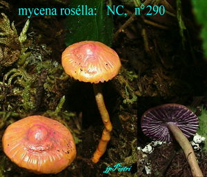 mycena_rosella_n_290
